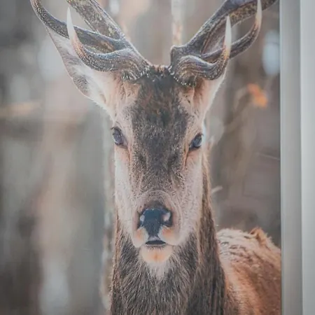 Aparteo Domek Rogata Chata * Kościelisko